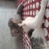 Cok acil dişi ve erkek tekir kedi sahiplendirmek fotoğraf