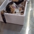 Yarali yavru kedi fotoğraf