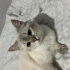 Masmavi Gözlü, Uysal British Shorthair Oğlumuza Ömürlük Sıcak Yuva! fotoğraf