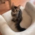 Yeni Yuvasını Arayan Kahraman: “Paşa” Artık Güvende ve Mutlu Olmak İstiyor! 🐾 fotoğraf