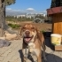 Tanıyabileceğiniz En Sadık Ve Güzel Köpek Evinin Prensesi Olmayı Bekliyor fotoğraf