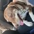 Tanıyabileceğiniz En Sadık Ve Güzel Köpek Evinin Prensesi Olmayı Bekliyor fotoğraf