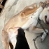Tanıyabileceğiniz En Sadık Ve Güzel Köpek Evinin Prensesi Olmayı Bekliyor fotoğraf