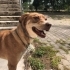Tanıyabileceğiniz En Sadık Ve Güzel Köpek Evinin Prensesi Olmayı Bekliyor fotoğraf