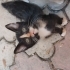 Çok acil yuva miniklere. fotoğraf