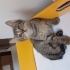 Çok acil yuva miniklere. fotoğraf
