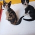 Çok acil yuva miniklere. fotoğraf