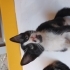 Çok acil yuva miniklere. fotoğraf
