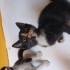 Çok acil yuva miniklere. fotoğraf