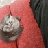 Karabükte Scottish fold yavru için yuva arıyoruz fotoğraf
