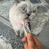 Konuşan güzel mia fotoğraf