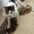 Engelli canlara öncelik fotoğraf