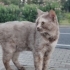 Egitimli, çok acil yuva lazım fotoğraf