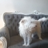 Ücretsiz genç terrier fotoğraf