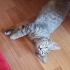 Yavru Kedi Mochi, Acil Yuva Aranıyor fotoğraf