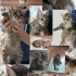Yavru Kedi Mochi, Acil Yuva Aranıyor fotoğraf