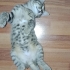 Yavru Kedi Mochi, Acil Yuva Aranıyor fotoğraf