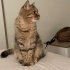 British shorthair Bulut 1 yaşında kısır aşıları tam fotoğraf