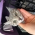 Güzel, gri tüylü ve meraklı oyuncu bir kedi fotoğraf
