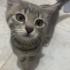 Güzel, gri tüylü ve meraklı oyuncu bir kedi fotoğraf