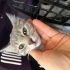 Güzel, gri tüylü ve meraklı oyuncu bir kedi fotoğraf