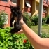 Luna iç dış parazitleri yapıldı karma aşısı yapıldı fotoğraf