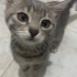 Sevimli, oyuncu ve gri tüylü meraklı bir kedi fotoğraf