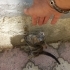 Elya anne sütü emdi gayet sağlıklı 3 aylık dişi bebek fotoğraf