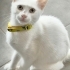 Sağır kedi Yuki fotoğraf