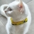 Sağır kedi Yuki fotoğraf