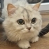 Ücretsiz British Longhair Yuvasını Arıyor fotoğraf