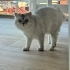 Ücretsiz British Longhair Yuvasını Arıyor fotoğraf