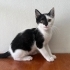 3 aylık pamuk gibi kedi Pamuk fotoğraf
