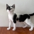 3 aylık pamuk gibi kedi Pamuk fotoğraf