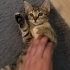 4 aylık uysal yavru kedi fotoğraf
