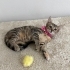 4 aylık uysal yavru kedi fotoğraf