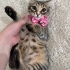4 aylık dişi yavru kedi fotoğraf