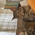 KISIR UYSAL SEVECEN EV KEDİSİ fotoğraf