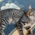 1 yaşında kısır erkek kedi fotoğraf