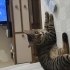 SEVECEN UYSAL KISIR EV KEDİSİ fotoğraf