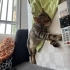 SEVECEN UYSAL KISIR EV KEDİSİ fotoğraf