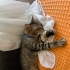 SEVECEN UYSAL KISIR EV KEDİSİ fotoğraf
