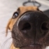 Piglet Yuva arıyor.. Yuvası olur musun fotoğraf