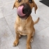 Piglet Yuva arıyor.. Yuvası olur musun fotoğraf