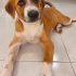 Winnie yuva arıyor fotoğraf