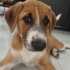 Winnie yuva arıyor fotoğraf
