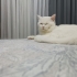 Scotish Straight Erkek Kısır değil fotoğraf