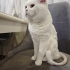 Scotish Straight Erkek Kısır değil fotoğraf