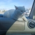 Scotish Straight Erkek Kısır değil fotoğraf