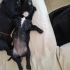 Bücür Köpek Çorap fotoğraf